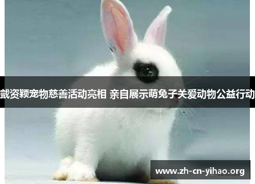 戴资颖宠物慈善活动亮相 亲自展示萌兔子关爱动物公益行动 戴资颖宠物慈善活动亮相 亲自展示萌兔子关爱动物公益行动